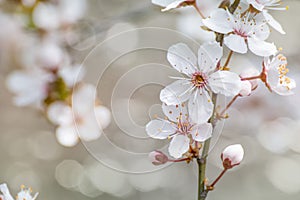 Blooming cherry blossom close-up
