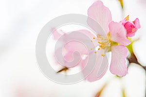 Blooming cherry blossom close up horizontal composition