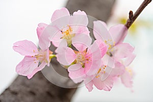 Blooming cherry blossom close up in morning at horizontal composition 8