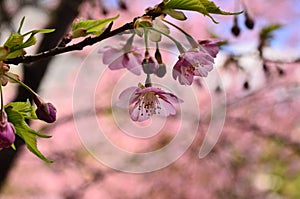 Blooming cherry blossom in Japanese garden, Kyoto Japan