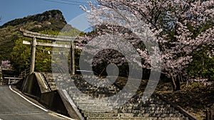 Blooming cherry blossom in Okayama Temple Beautiful spring landscapes of Japan