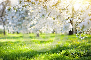 Blooming cherry blossom tree garden in spring