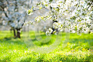 Blooming cherry blossom tree garden in spring