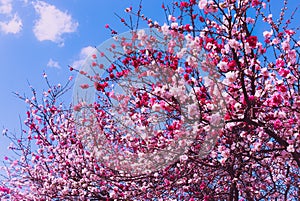 Blooming cherry blossom tree with pink and white blossoms in front of a blue sky