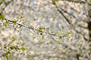 Blooming Cherry Blossom tree in spring time