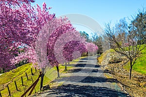 Blooming Cherry Blossom Trees Line Private Drive