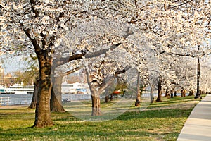 Blooming Cherry Blossoms Alley