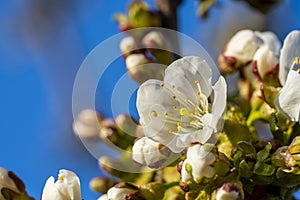 Blooming cherry blossoms close up against a bright blue sky