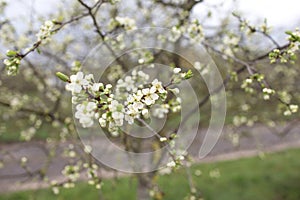 Blooming cherry blossoms close-up. Spring joyous mood