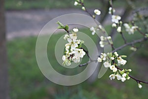 Blooming cherry blossoms close-up. Spring joyous mood