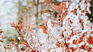 Blooming Cherry blossoms in the park