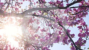 Blooming cherry blossoms in springtime with sunlight shining through branches