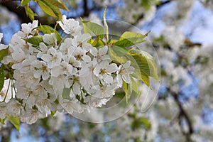 Blooming cherry blossoms
