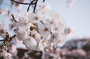 Blooming cherry blossoms in Yoshida mountain Nara photo