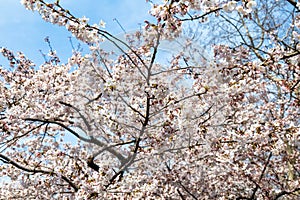 Blooming Cherry blossoms in Zhongshan Park in Spring, Qingdao, China