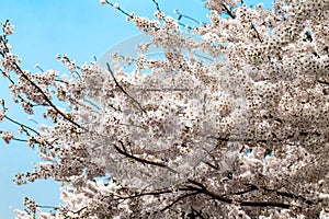 Blooming Cherry blossoms in Zhongshan Park in Spring, Qingdao, China