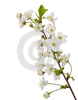 Blooming cherry branch