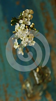 Blooming Cherry branch