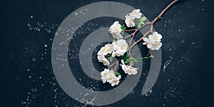 Blooming cherry branch artificial flat lay on black stone background. Beautiful spring background. Top view, banner