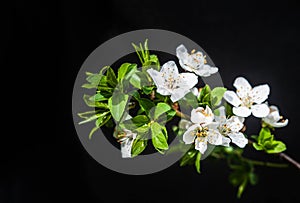 Blooming cherry branch on a black background.