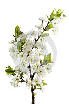 Blooming cherry branch - flowers and buds isolated on white back