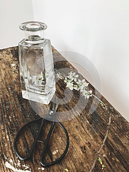 Blooming cherry branch, scissors and glass vase on rustic wood in stylish room. Home minimal decor and spring details. Vertical
