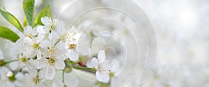 Blooming cherry branch in the spring garden at the wedding ceremony.