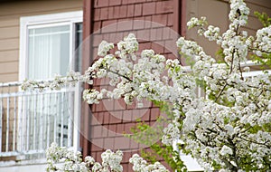 Blooming cherry branches extend over fence