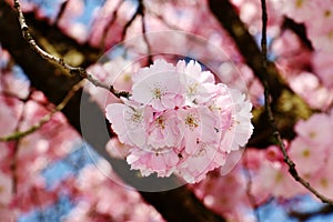 Blooming cherry flower