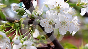 Blooming cherry flowers in the garden