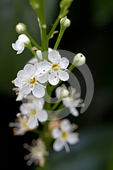 Blooming Cherry Laurel photo