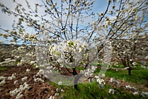 A blooming cherry orchard in early spring