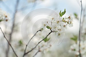 Blooming cherry orchards in May. White flower branch in spring, close-up selective focus