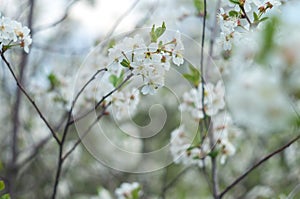 Blooming cherry orchards in May. White flower branch in spring, close-up selective focus