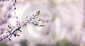 Blooming cherry or other fruit tree flowers