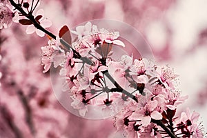 Blooming cherry plum myrobalan detail