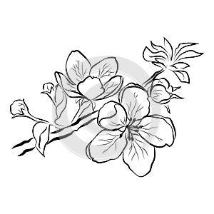 Blooming cherry. Sakura branch with flower buds. Black and white drawing of a blossoming tree in spring. Logo with