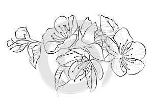 Blooming cherry. Sakura branch with flower buds. Black and white drawing of a blossoming tree in spring. Logo with