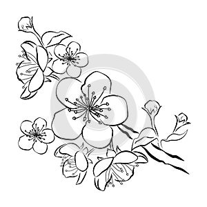 Blooming cherry. Sakura branch with flower buds. Black and white drawing of a blossoming tree in spring. Logo with