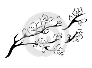 Blooming cherry. Sakura branch with flower buds. Black and white drawing of a blossoming tree in spring. Logo with