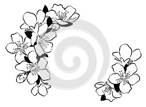 Blooming cherry. Sakura branch with flower buds. Black and white drawing of a blossoming tree in spring. Logo with