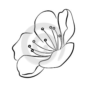 Blooming cherry. Sakura branch with flower buds. Black and white drawing of a blossoming tree in spring. Logo with