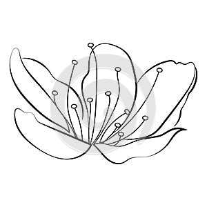 Blooming cherry. Sakura branch with flower buds. Black and white drawing of a blossoming tree in spring. Logo with