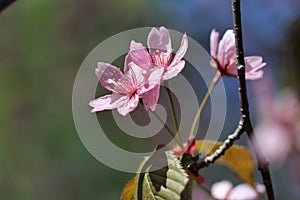 Blooming Cherry Three with Beautiful Pink Sakuras