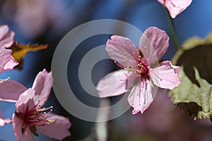 Blooming Cherry Three with Beautiful Pink Sakuras