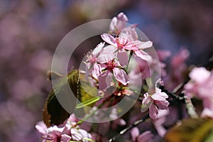 Blooming Cherry Three with Beautiful Pink Sakuras