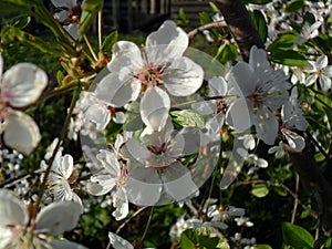 Blooming cherry tree