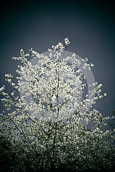 Blooming Cherry Tree