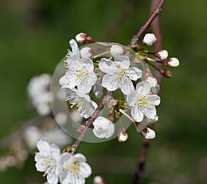 blooming of cherry tree