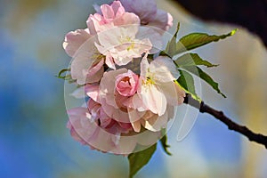 Blooming cherry tree branch